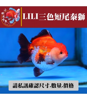 lili三色短尾泰獅2-2網站_1181149538