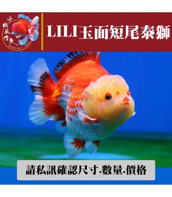 lili玉面短尾泰獅1-2網站_1199441530