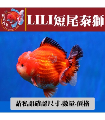 lili短尾泰獅1-2網站