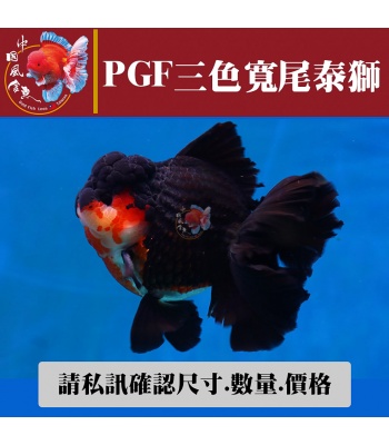 pgf三色寬尾泰獅1-2網站_883509002