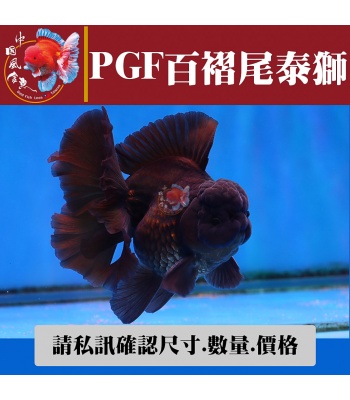 pgf百褶尾泰獅1-2網站