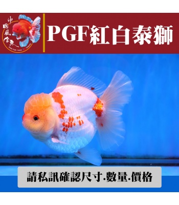 pgf紅白泰獅1-1網站_1563641262