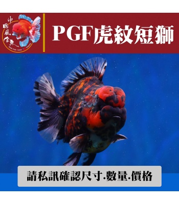 pgf虎紋短獅1-2網站