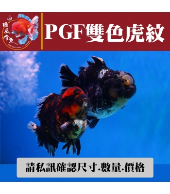 pgf雙色虎紋1-1網站_85297327