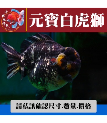 元寶白虎獅1-2網站_1439170657