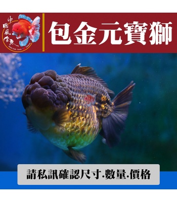 包金元寶獅1-2網站_1459200272