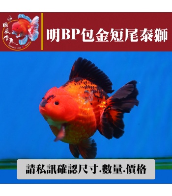 明bp包金短尾泰獅1-2網站_1542643890