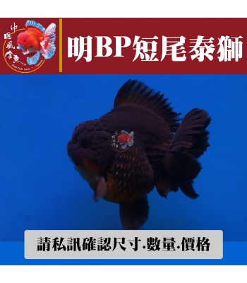 明bp短尾泰獅1-2網站_1567336741