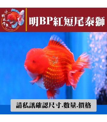 明bp紅短尾泰獅1-2網站_1874102814