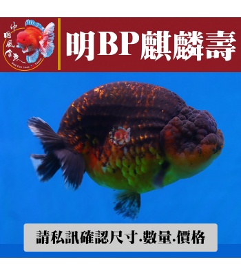 明bp麒麟壽1-1網站_685098917