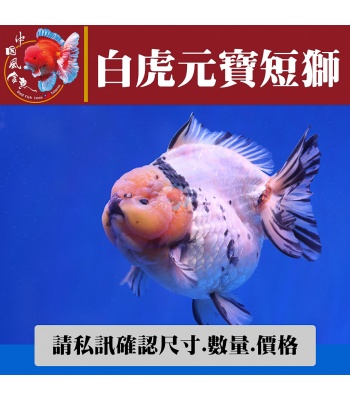 白虎元寶短獅1-2網站_1434708226