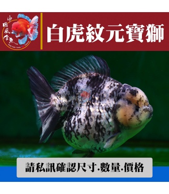 白虎紋元寶獅1-2網站_1371177964