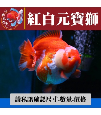 紅白元寶獅1-2網站_1495044189