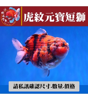 虎紋元寶短獅1-2網站_436911153