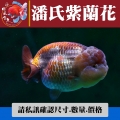 潘氏紫蘭花1-3網站_754280054