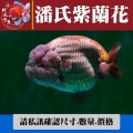 潘氏紫蘭花1-2網站_447245987