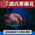 潘氏紫蘭花1-4網站_1317201224