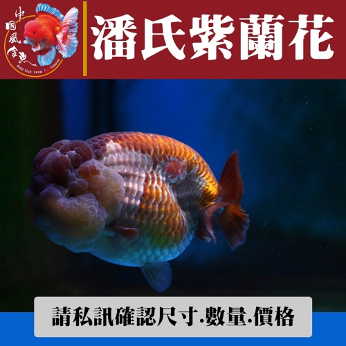 潘氏紫蘭花1-4網站_1317201224